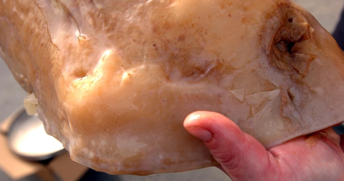 A closeup of a hand holding up a large SCOBY