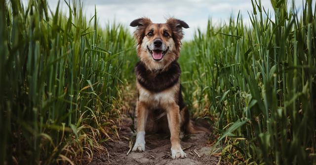 Which Plants Are Toxic to Dogs?