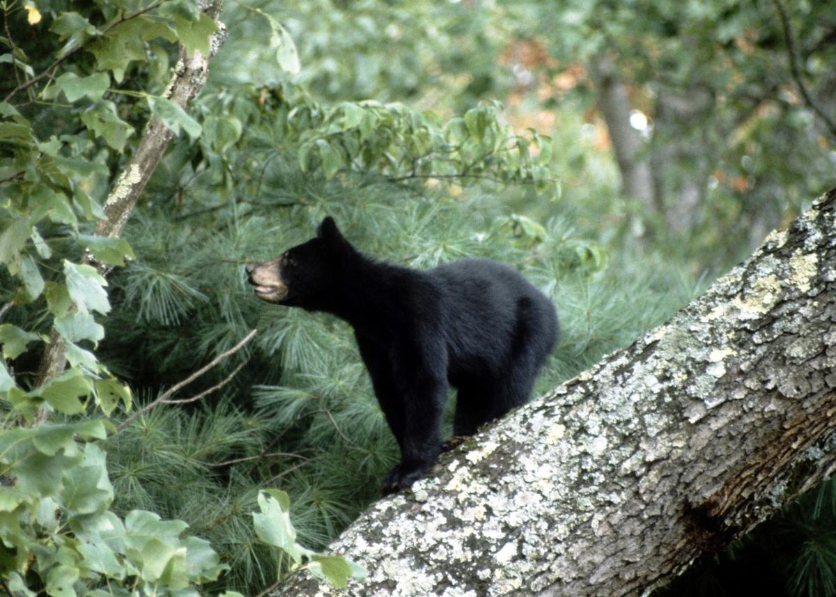 black bear cub in the woods