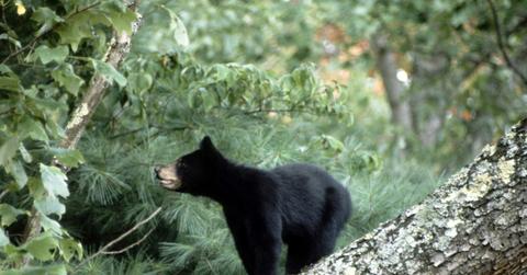 black bear cub in the woods