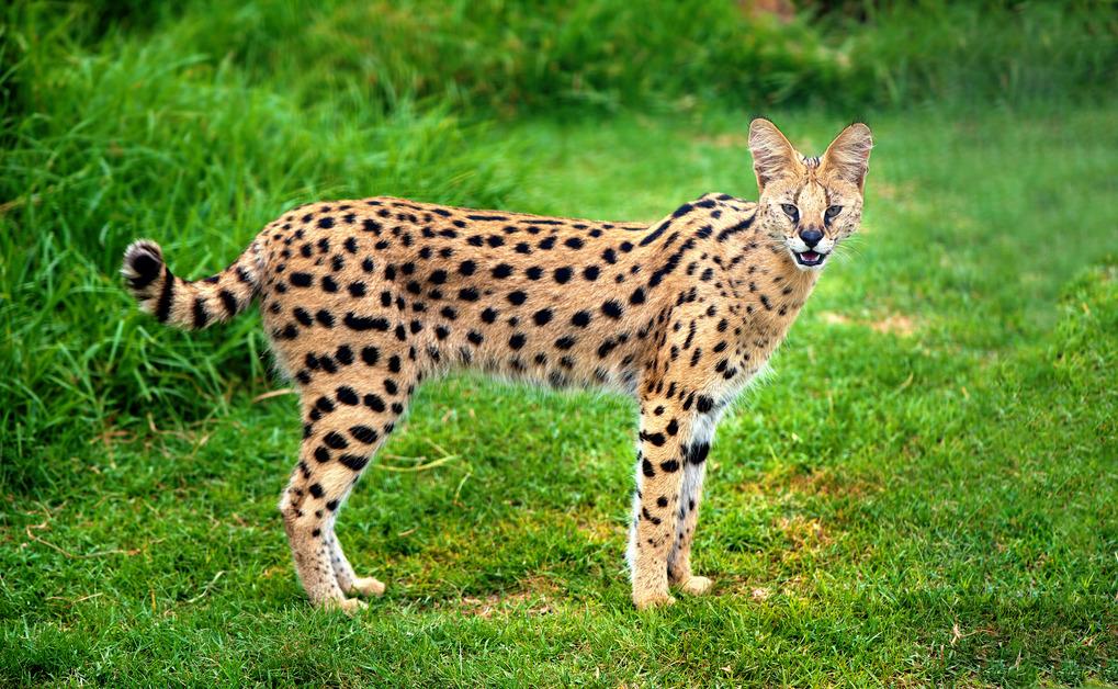 A serval cat stands up in a grassy field while looking at the camera with their mouth open.