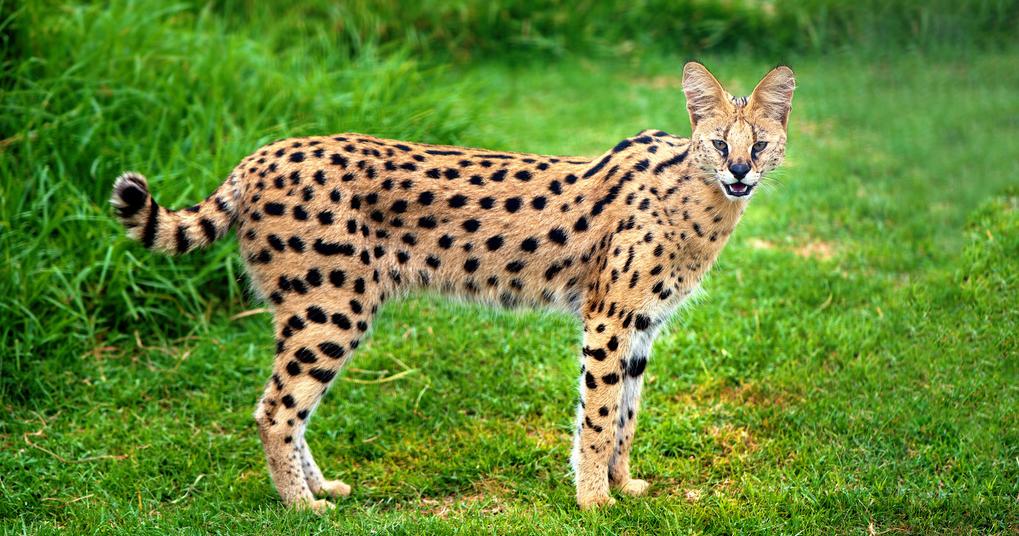 Can A Serval Cat Kill A Human They re Still Wild Animals