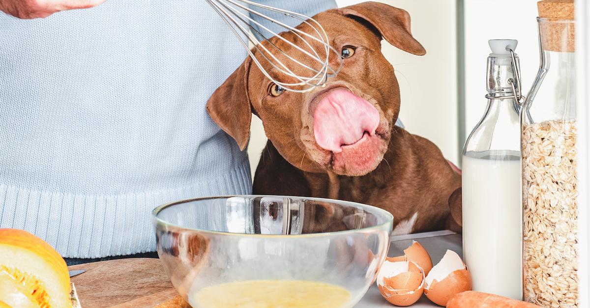 What Can Dogs Eat on Thanksgiving Here s How to Keep Your Pup Safe