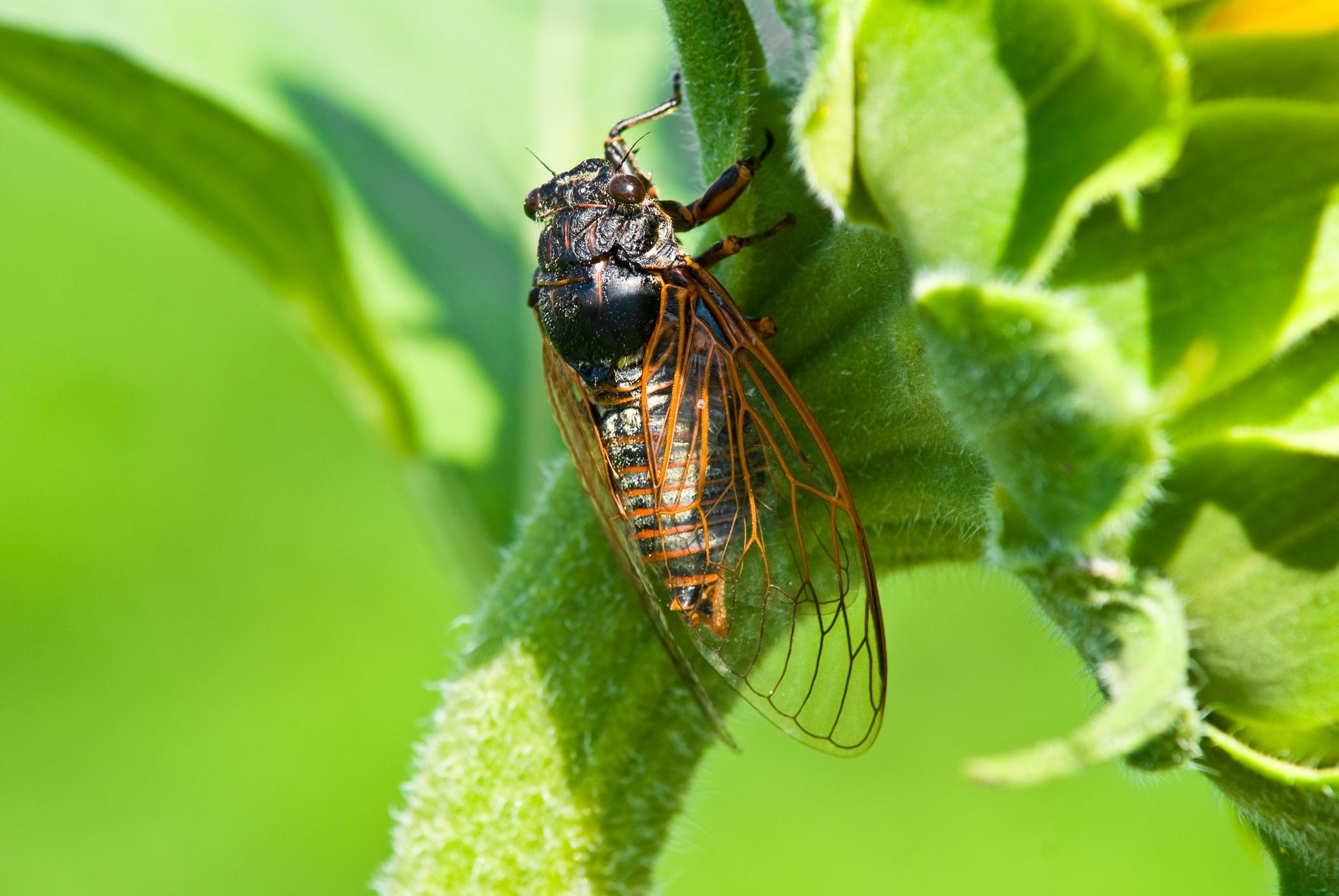 Millions of Cicadas Are Expected to Emerge, but When Exactly?