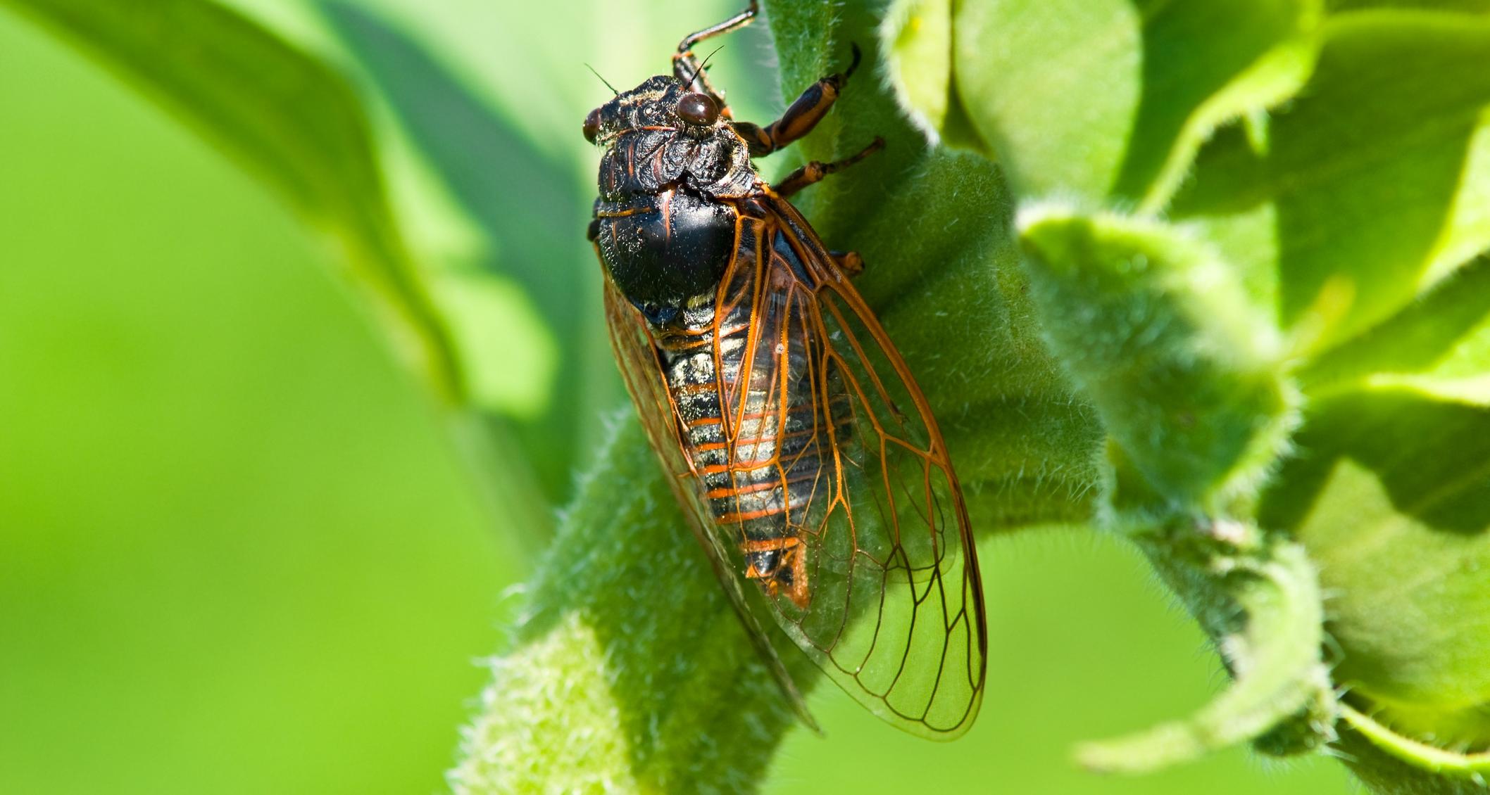 Millions of Cicadas Are Expected to Emerge, but When Exactly?