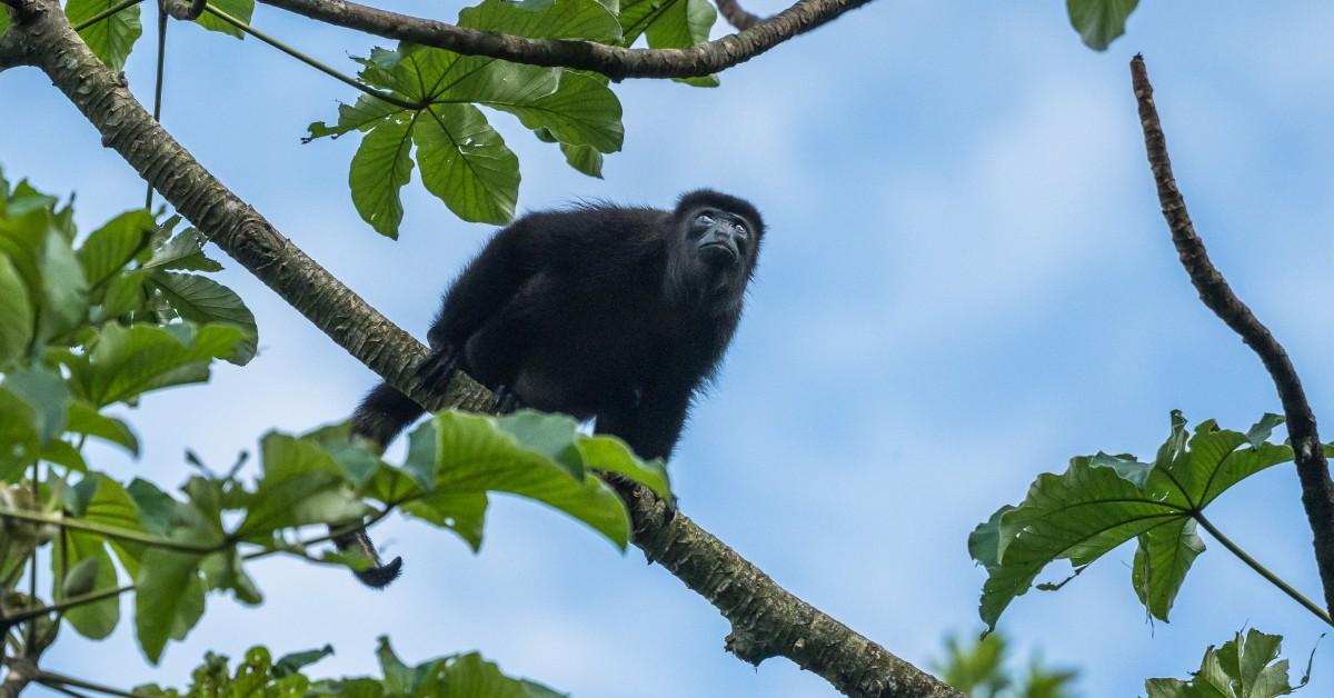 Mantled Howler Monkey in Chiapas, Mexico