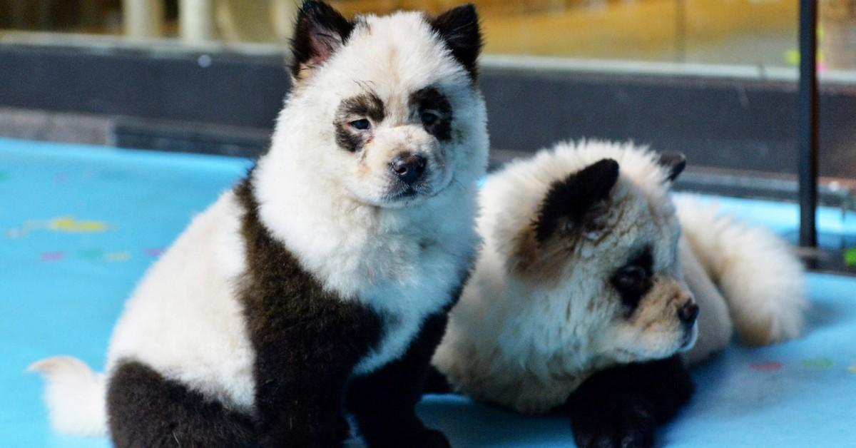 Dogs dyed to look like pandas from 2019.