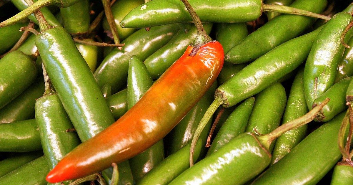 Green chili peppers and a red chili pepper in a pile