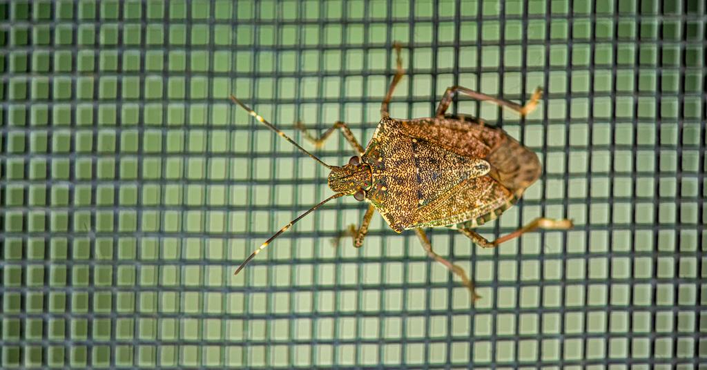 Here's How to Get Rid of Stink Bugs, if They're Taking Over Your Home