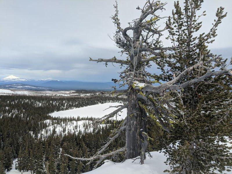 whitebark pine tree