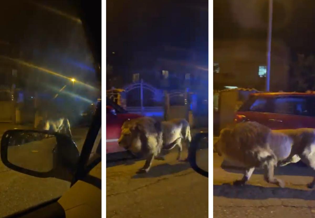 images of lion on streets at night