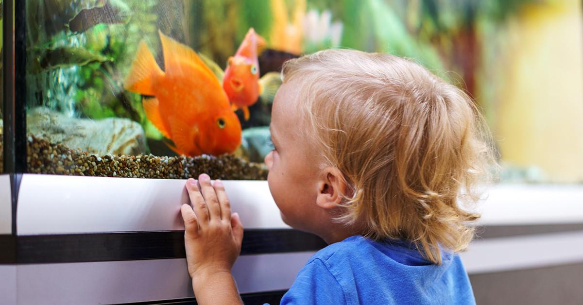 small pets for kids fish