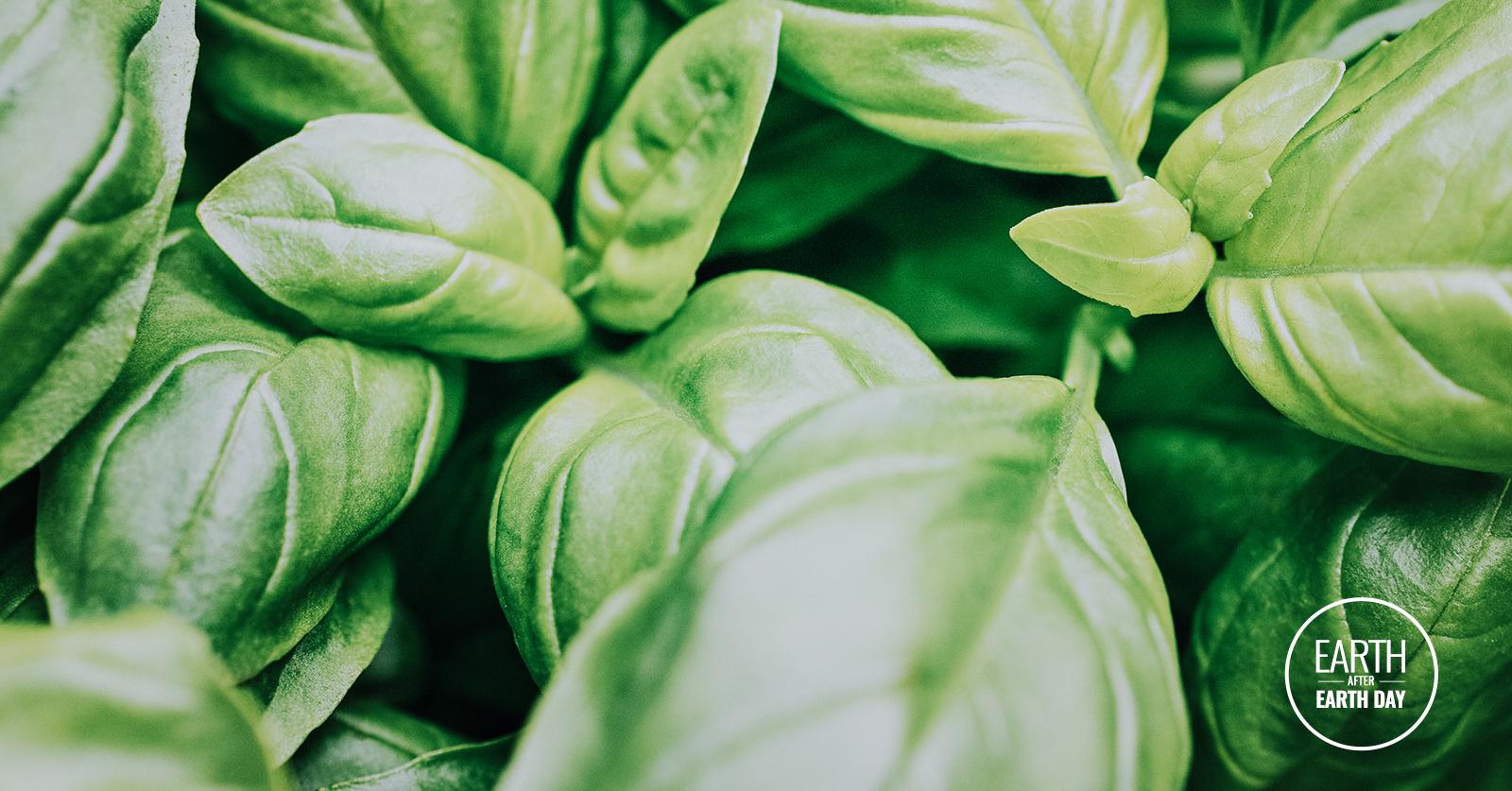 Zero Waste Uses for Basil Around the House