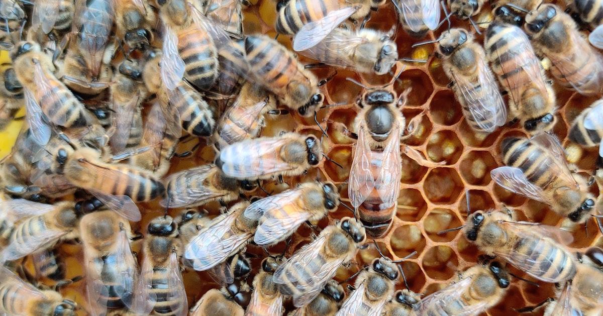 Why Would Bees Reject a Queen? Here's What Happens When They Do