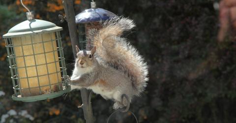 A gray squirrel holds on to the edge of a bird feeder and looks at the camera.