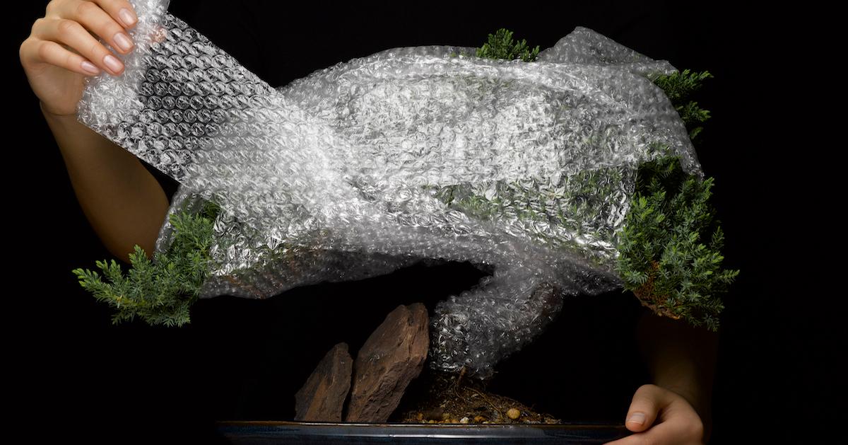 A bonsai tree wrapped in bubble wrap. 