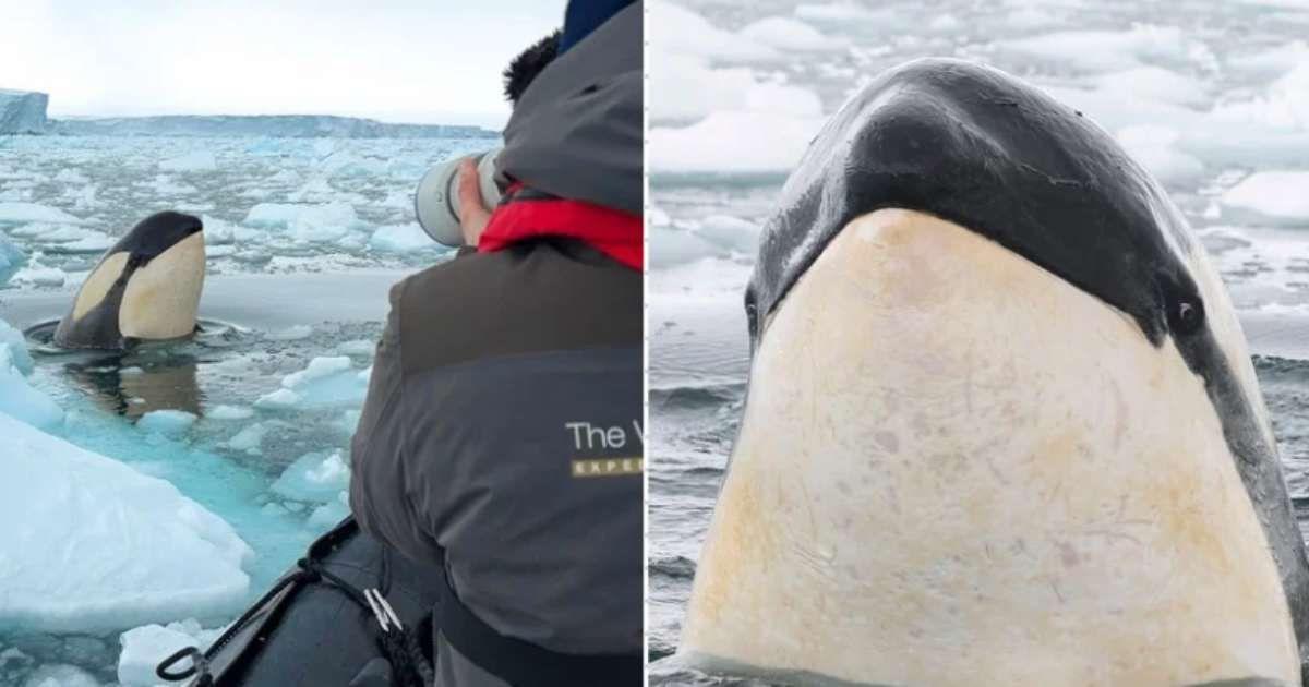 (L) Wildlife photographer capturing a killer whale in the Antarctic Ocean; (R) A killer whale 'spy-hopping' around a boat. (Cover Image Source: Instagram | (L) @werner_bouwer; (R) @richardsidey)