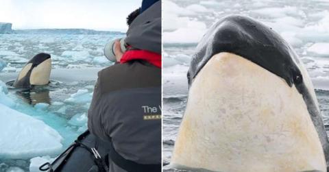 (L) Wildlife photographer capturing a killer whale in the Antarctic Ocean; (R) A killer whale 'spy-hopping' around a boat. (Cover Image Source: Instagram | (L) @werner_bouwer; (R) @richardsidey)