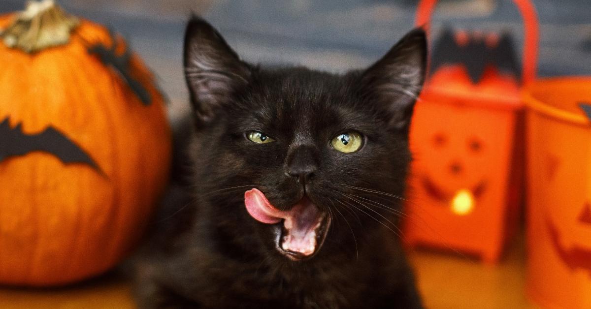 A black cat licking his chops surrounded by Halloween decorations. 
