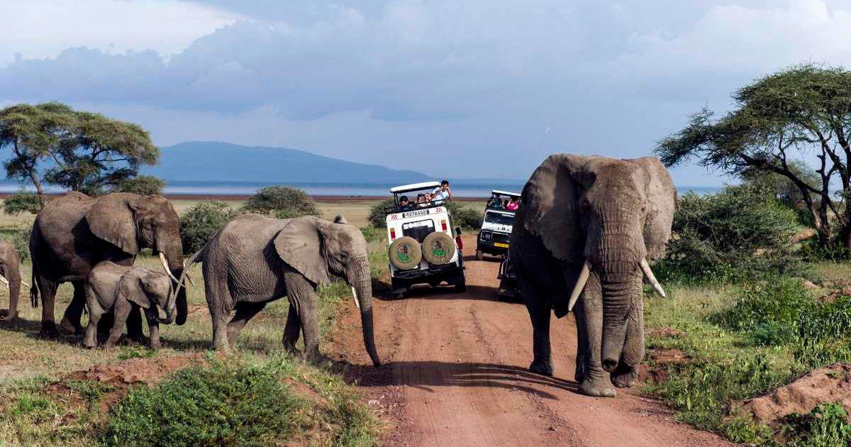 Tourists watching a herd of African elephants. (Representative Cover Image Source: Getty Images | Jason Edwards)