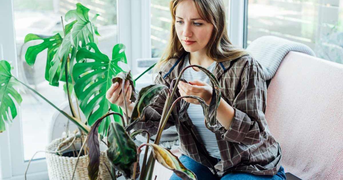 Young woman upset on finding dried dead foliage of her home plant. (Representative Cover Image Source: Getty Images | OKrasyuk)