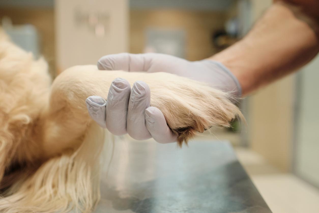 A vet with a gloved hand secures the paw of a golden retriever in a vet office.