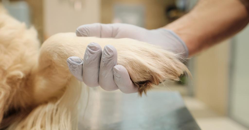 Why Do Dogs Chew and Bite Their Paws?