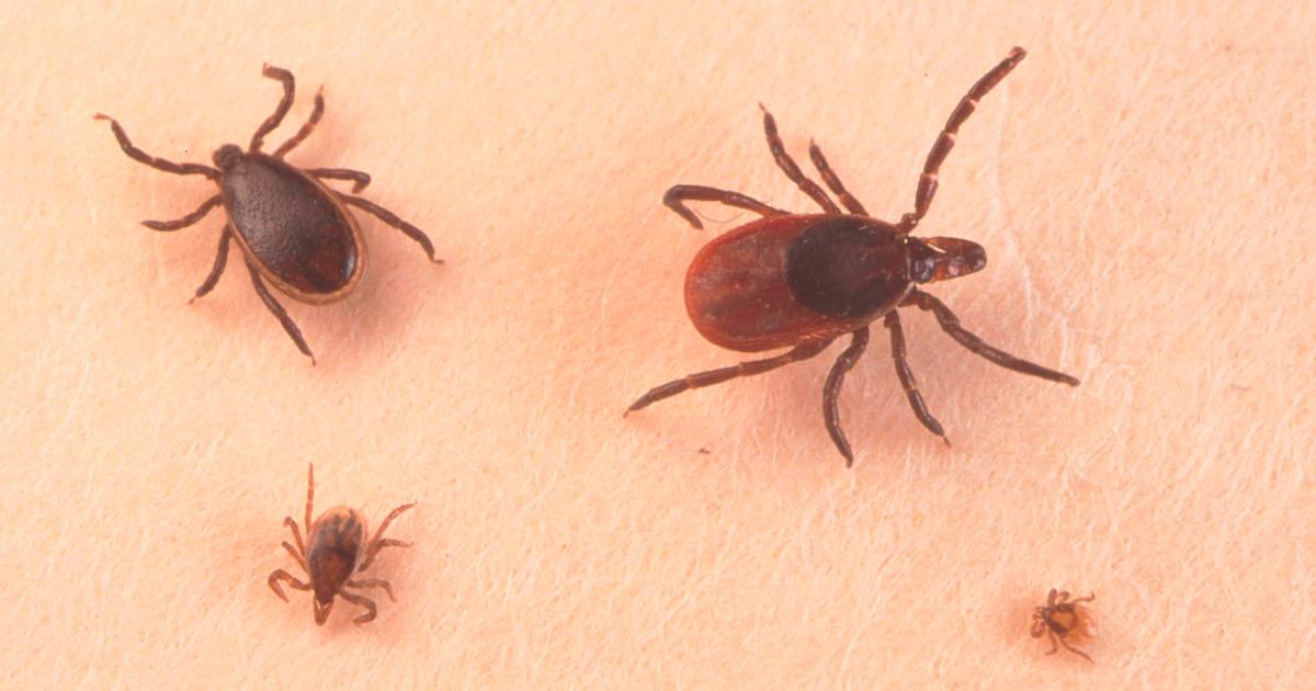 Tick sizes