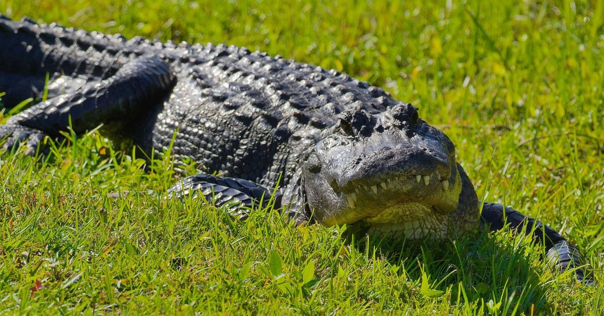 Alligator lounges in the grass. 