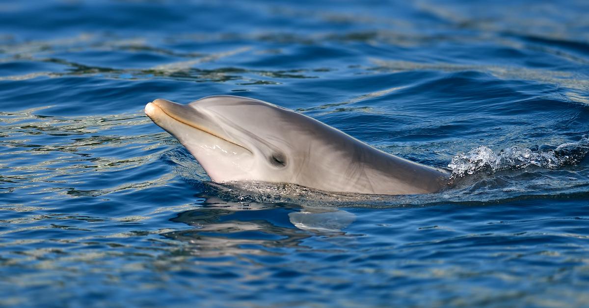 fracking dolphins