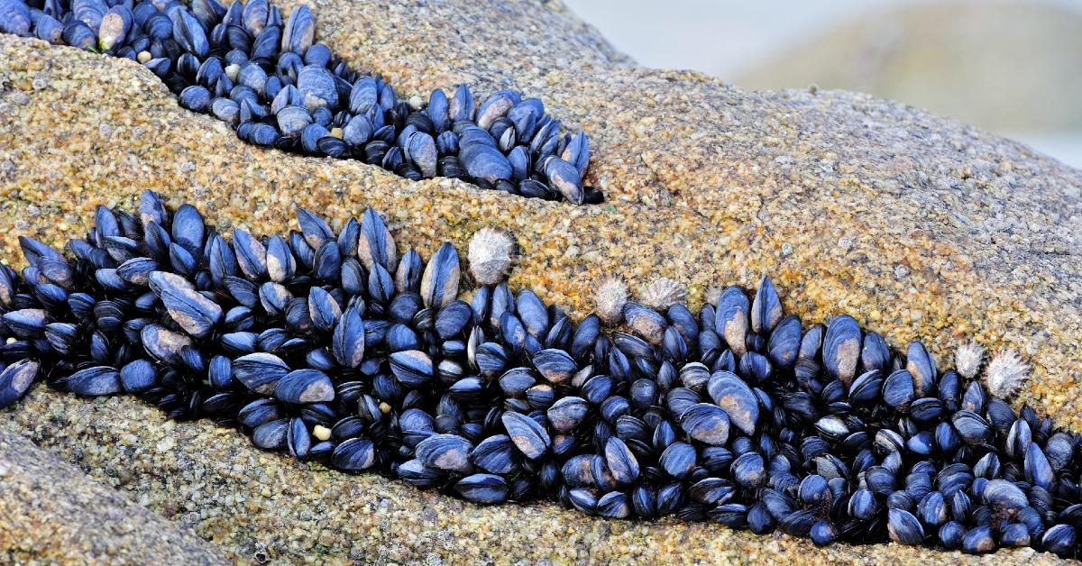 Blue mussels on rocks in Brittany, France