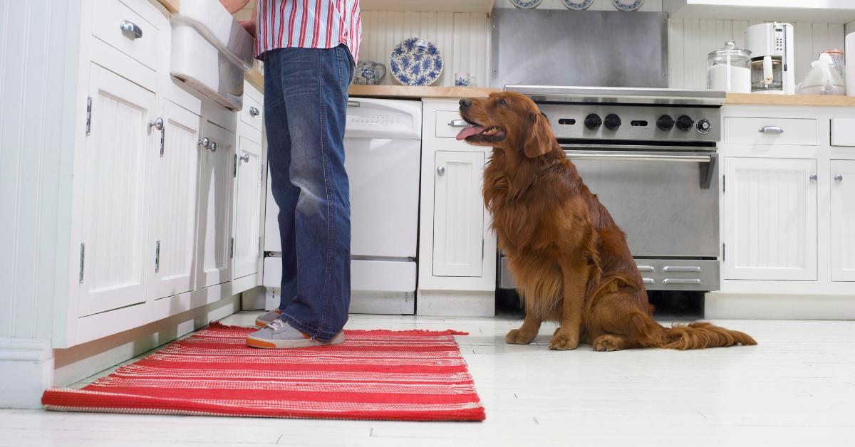 A dog waiting for its owner to drop something on the kitchen rug. 