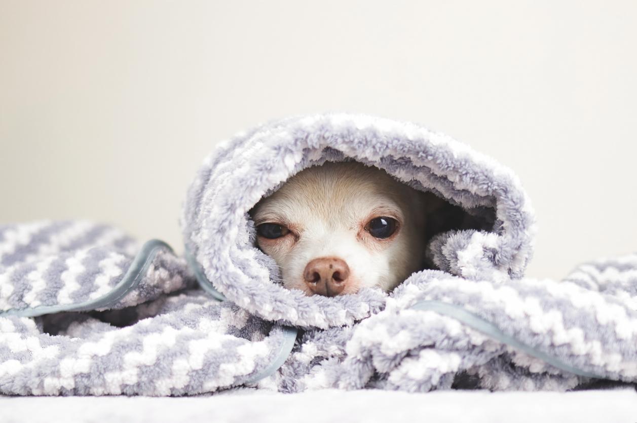 A Chihuahua bundled up in a grey and white striped blanket.