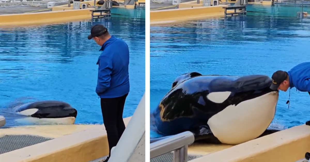 Keto kisses a trainer named Juan while in his enclosure at Loro Parque