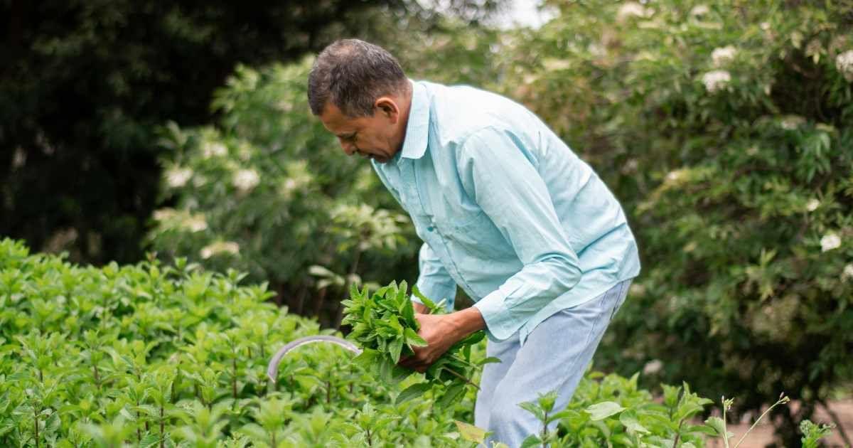 A gardener scattering mint leaves around the garden. (Representative Cover Image Source: Pexels | Anibal Pabon)