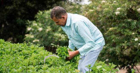 A gardener scattering mint leaves around the garden. (Representative Cover Image Source: Pexels | Anibal Pabon)