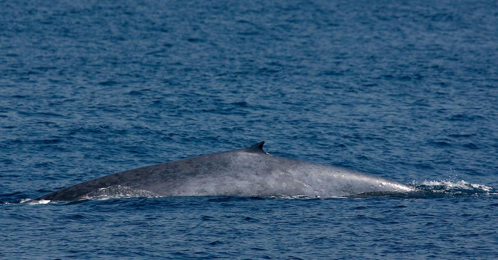 Why Are Blue Whales Endangered? Humans Present a Number of Threats