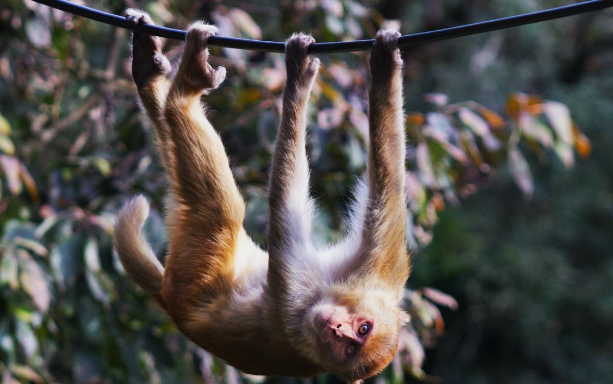 Your Guide to Fascinating Animals That Hang Upside Down