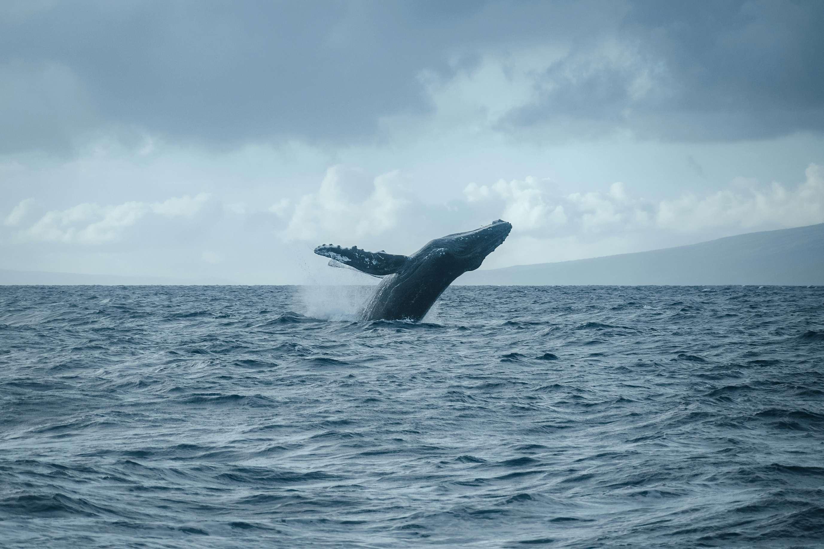 Whale Extinction Would Change Everything —  Here’s Why
