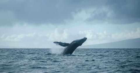 Whale Extinction Would Change Everything — Here’s Why