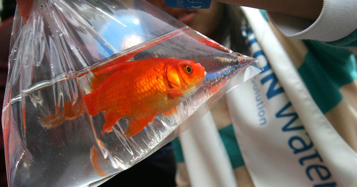 Goldfish in U.K. Rivers