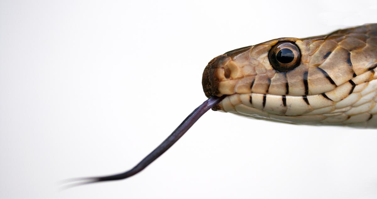 are garter snake toxic to dogs