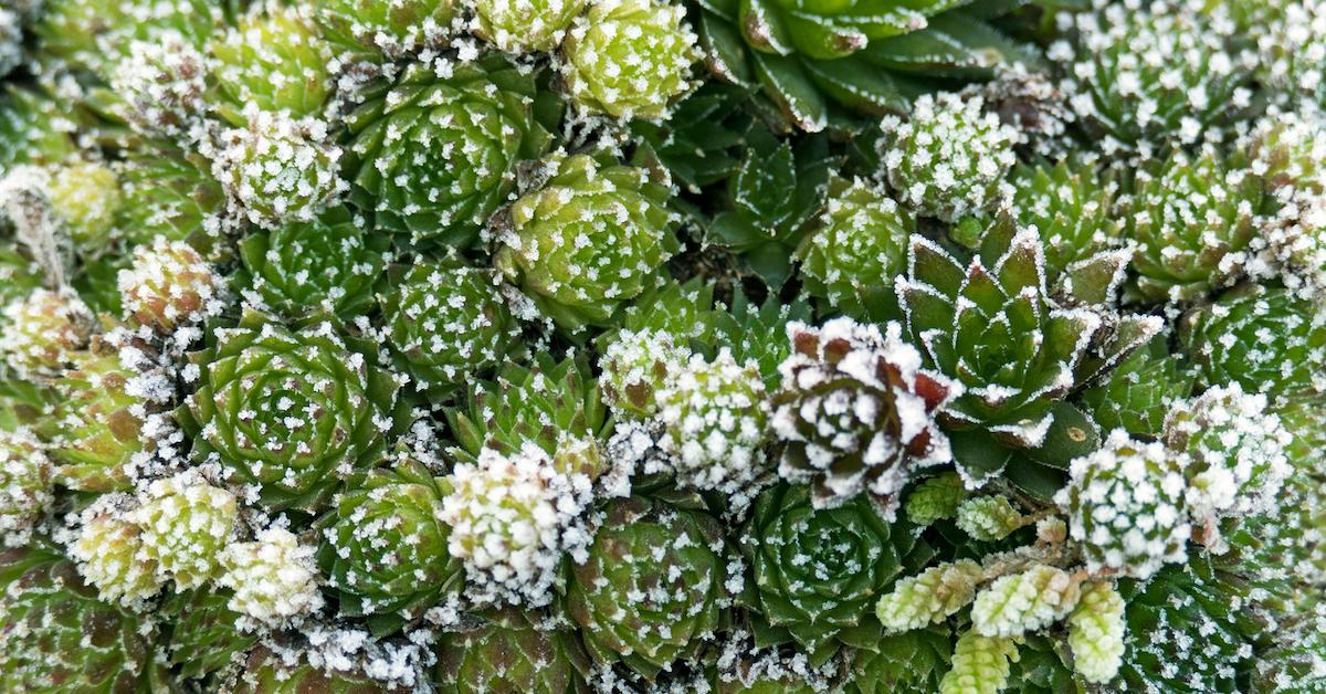 frost succulents