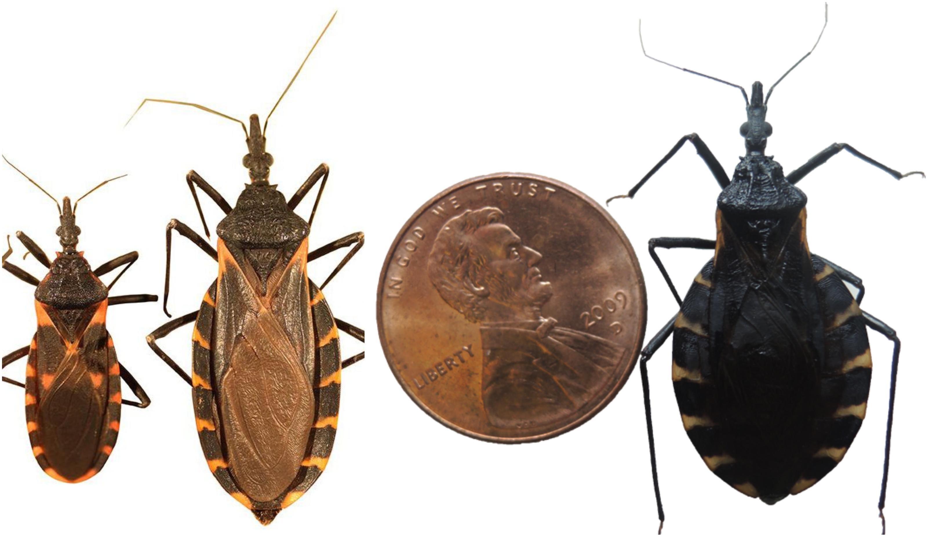 Kissing bugs are pictured compared to the size of a penny.
