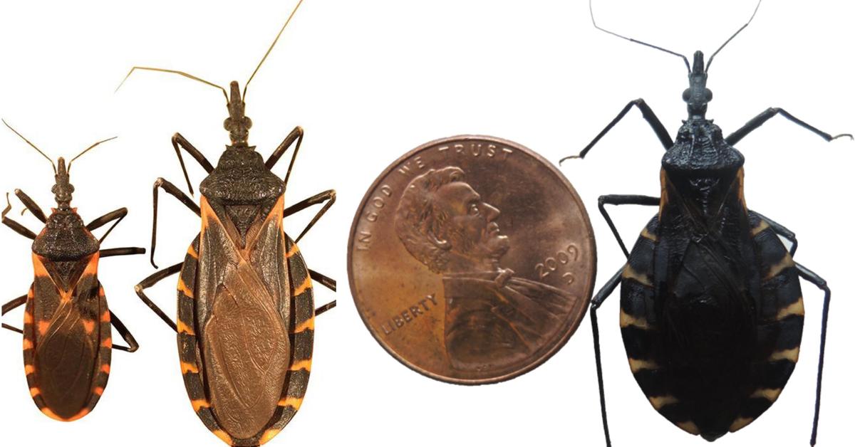 Are There Kissing Bugs in California? All About Kissing Bugs and Chagas Disease