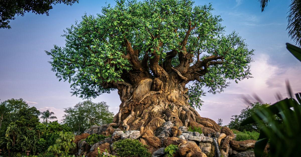 The Tree of Life at Disney's Animal Kingdom