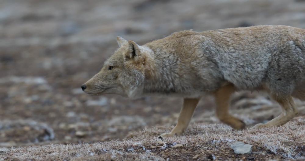 Tibetan Fox