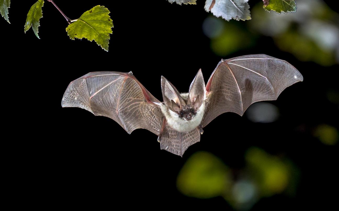 A grey long-eared bat flys through the air.