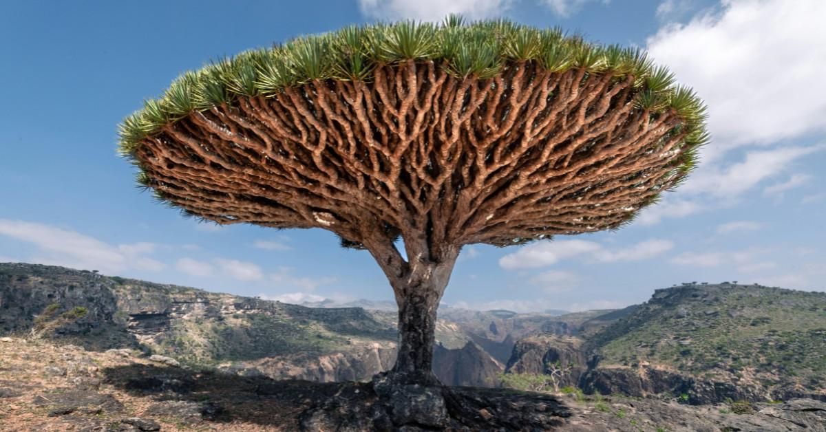 A lone dragon's blood tree stands tall against a rocky backdrop