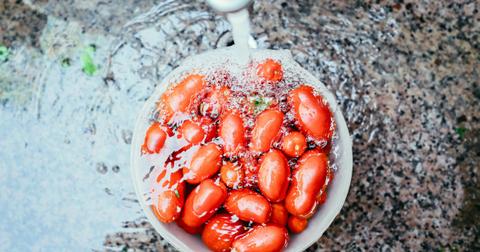 Do Fruit Flies Bite? All About the Annoying Insects